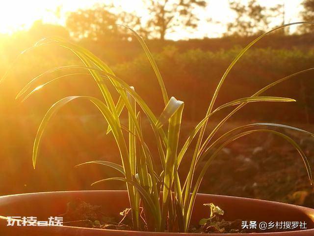 兰花要晒太阳吗(平时兰花晒太阳好还是不晒太阳好)-图片10
